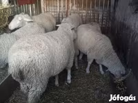 Oveja, Ovejas — foto 3