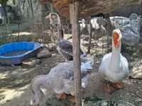 Geese — الصورة 5