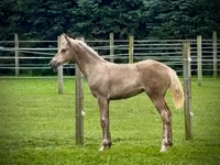 Kobila, Black Sea breed — fotografija 3