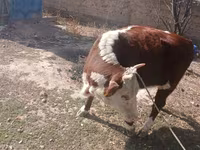 Sigir, Latvian Blue cattle — 2-rasm