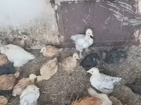 Chickens — الصورة 4
