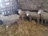 Qoç, Ile-de-France sheep — foto 5