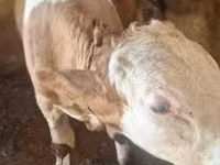 Toro, Simmental cattle — foto 5