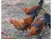 Chickens — फ़ोटो 1