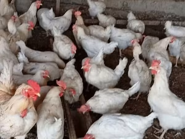 Chickens