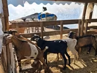 公山羊, Goats — 照片 3