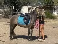 Kobila, Hucul pony — fotografija 4