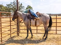 حصان, Quarter Horse — الصورة 8