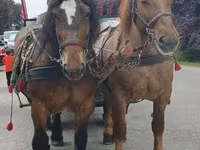 Égua, Percheron — foto 7