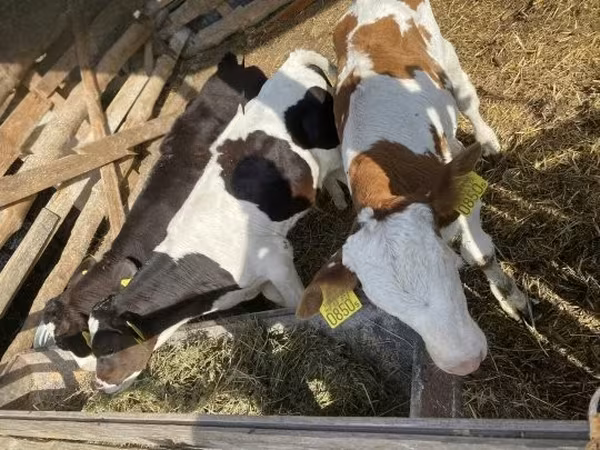 Buğa, Simmental cattle — Macarıstan