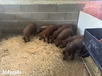 خنزير ذكر, Мангалица — الصورة 3