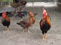 Chickens — foto 2