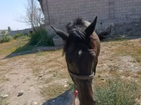 Kobila, Skyros Pony — fotografija 2