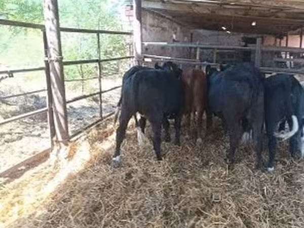 Vaca, Aberdeen-Angus — Hungria