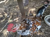 Japanisches Bantam — Foto 1