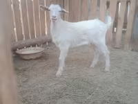 Koza, Russian White goat — fotografija 3
