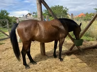 Koń, Lipizzaner — zdjęcie 7