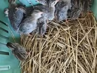 Guinea fowl — Foto 3