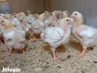 Chickens — الصورة 1