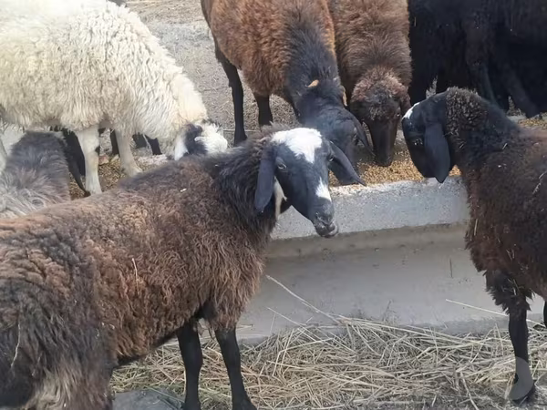 Qoç, Qoyunlar