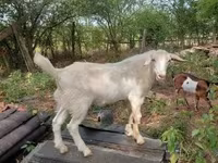 تيس, Nubian Goat — الصورة 7