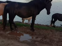 Kobyła, Mugalzhar horse — zdjęcie 2