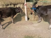 Cow, Alatau breed — photo 3