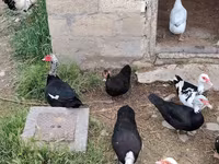 Domestic Muscovy — photo 1