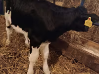 ثور, Simmental cattle — الصورة 5