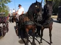 Caballo, Friesian — foto 1