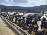 Cow, Holstein breed — photo 8