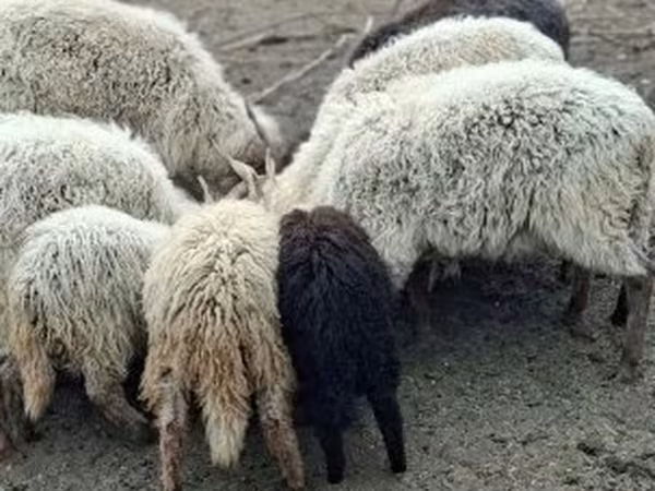 Baran, Owce — Węgry