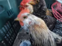 Bantam Japonesa — foto 2