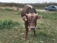 Byk, Rasa alatauska — zdjęcie 5