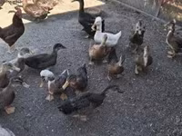 Ducks — zdjęcie 2
