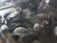Guinea fowl — Foto 4