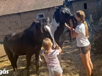 حصان, Nonius horse — الصورة 7