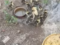 Ducks — foto 5