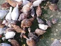 Chickens — الصورة 6