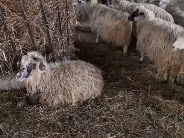 Owca, Racka sheep — Węgry