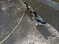 Ducks — 写真 2