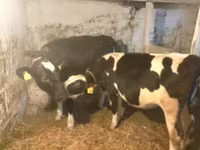 गाय, Russian Black pied cattle — फ़ोटो 3