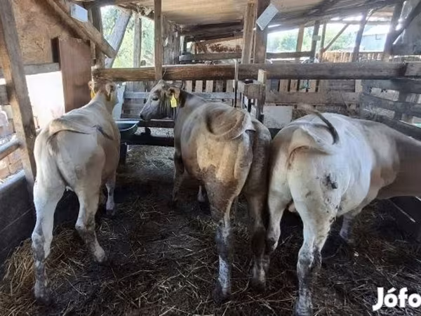 Taureau, Race Holstein — Hongrie