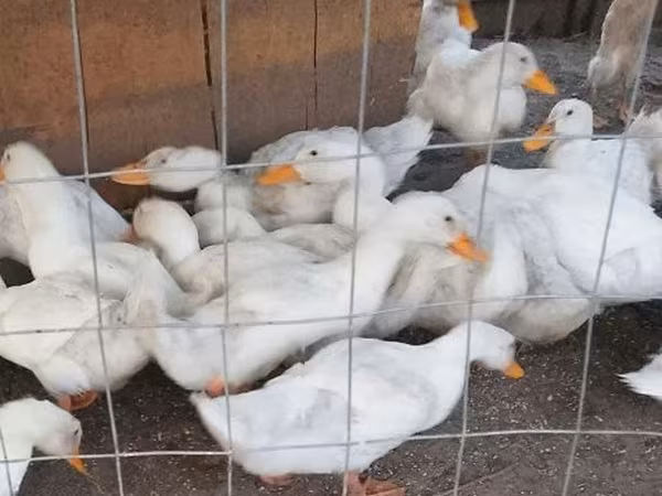 American Pekin