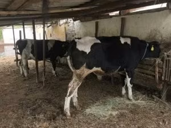 Buğa, Russian Black pied cattle — Macarıstan