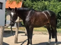 公马, Belgian warmblood horse — 照片 7