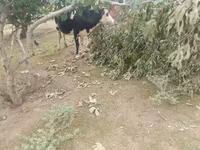 Krowa, Simmental cattle — zdjęcie 1