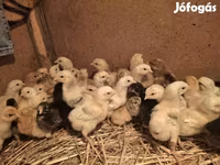 Chickens — 照片 3