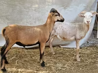 Qoʻchqor, Cameroon sheep — 1-rasm