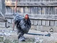 Brahma — fotografija 3